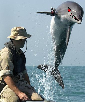 My Evil Dolphin in Iraq
